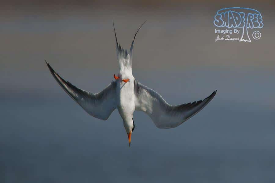 Forster's Tern - Sterna forsteri