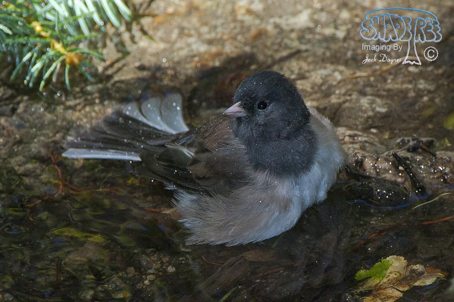 Dark-eyed Junco - Junco hyemalis