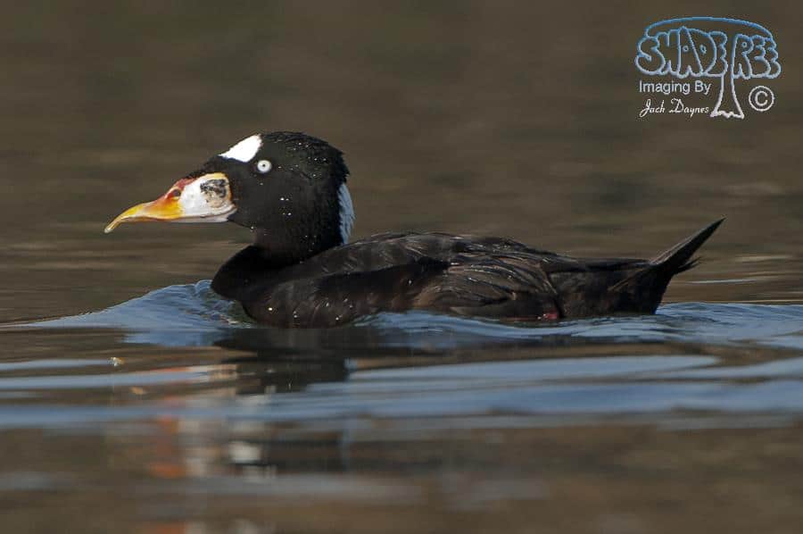 Surf Scoter - Melanitta perspicillata