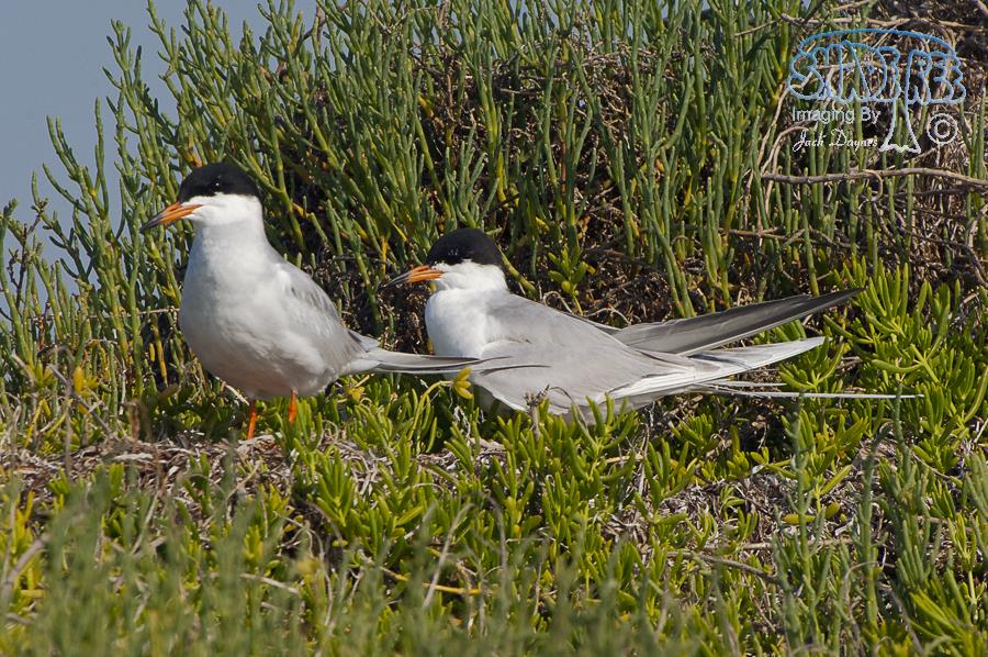 Forster's Tern - Sterna forsteri