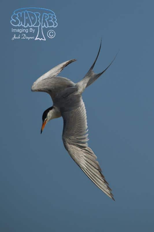 Forster's Tern - Sterna forsteri