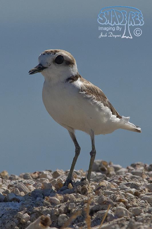 Snowy Plover - Charadrius alexandrinus
