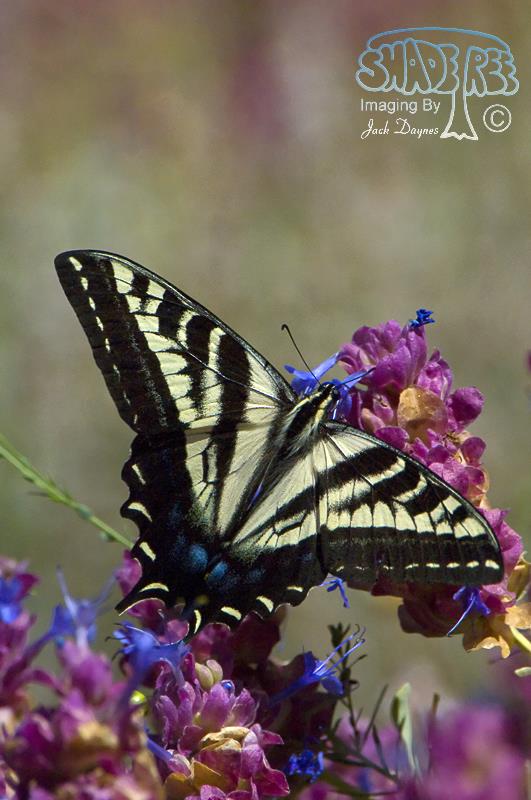 Western Tiger Swallowtail - Papilio rutulus