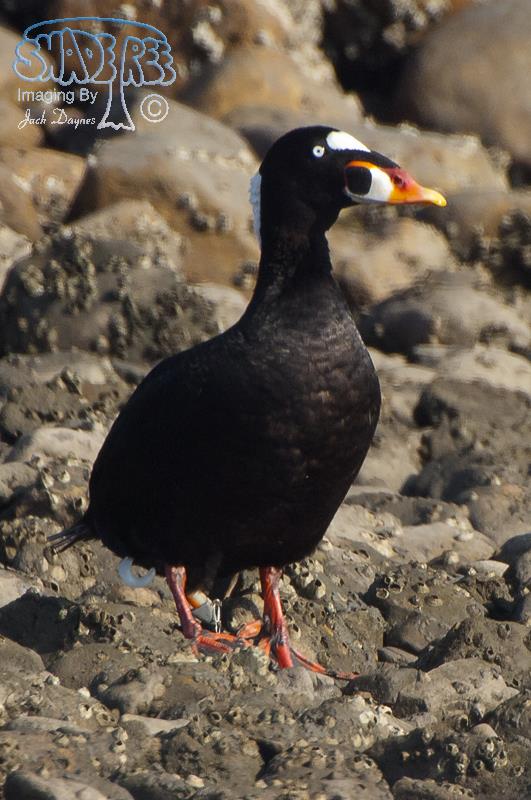Surf Scoter - Melanitta perspicillata