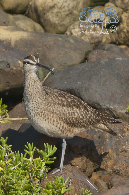 Whimbrel - Numenius phaeopus