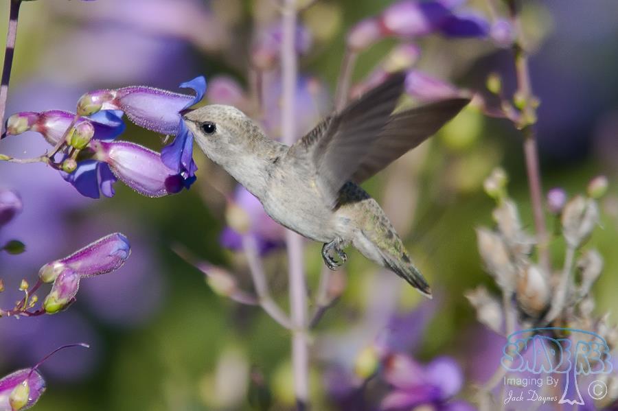 Costa's Hummingbird - Calypte costae