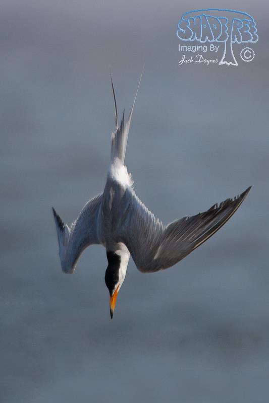 Forster's Tern - Sterna forsteri