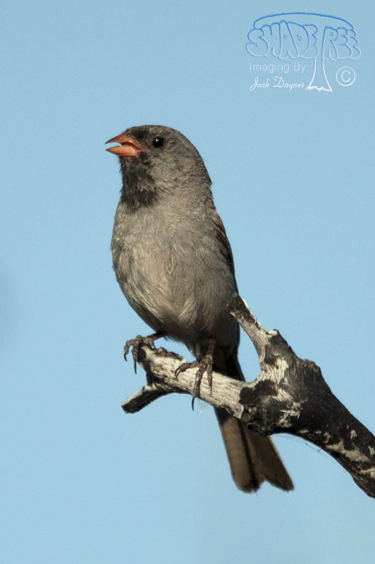 Black-Chinned Sparrow - Spizella atrogularis