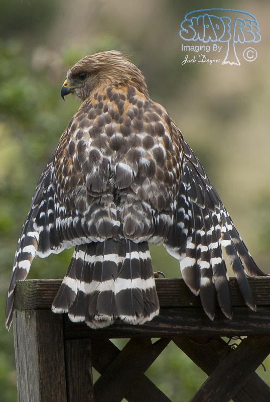 Red-shouldered Hawk - Buteo Lineatus