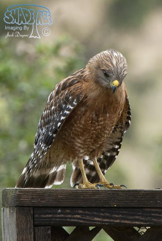 Red-shouldered Hawk - Buteo Lineatus
