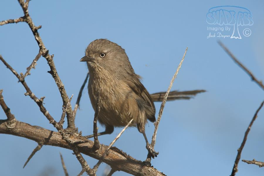 Wrentit - Chamaea fasciata