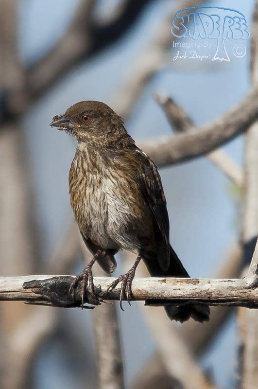 Spotted Towhee - Pipilo maculatus