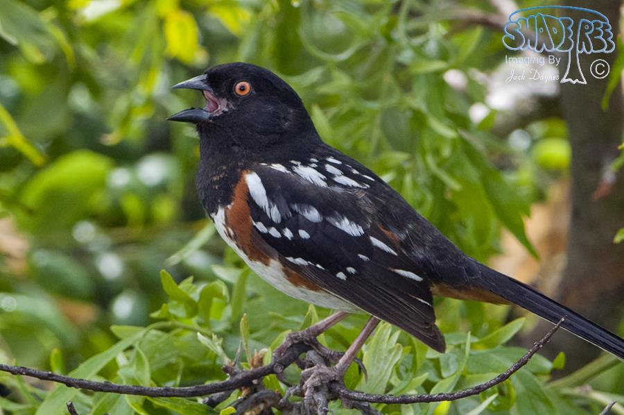 Spotted Towhee - Pipilo maculatus