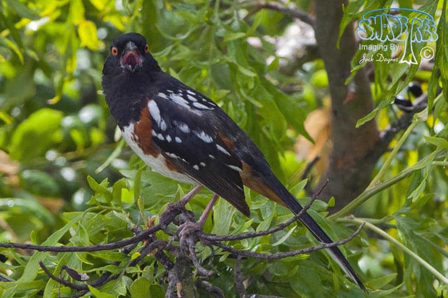 Spotted Towhee - Pipilo maculatus