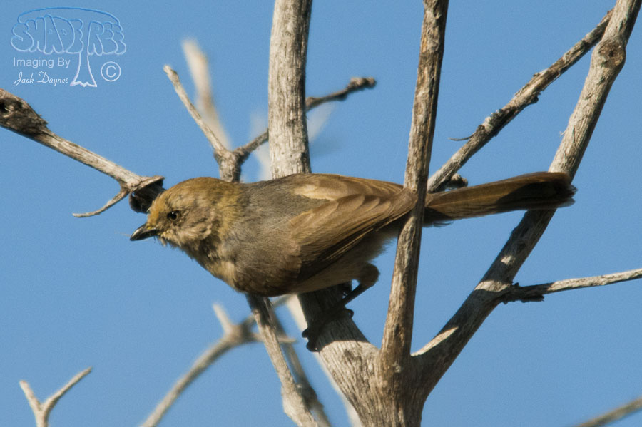 Bushtit - Psaltriparus minimus