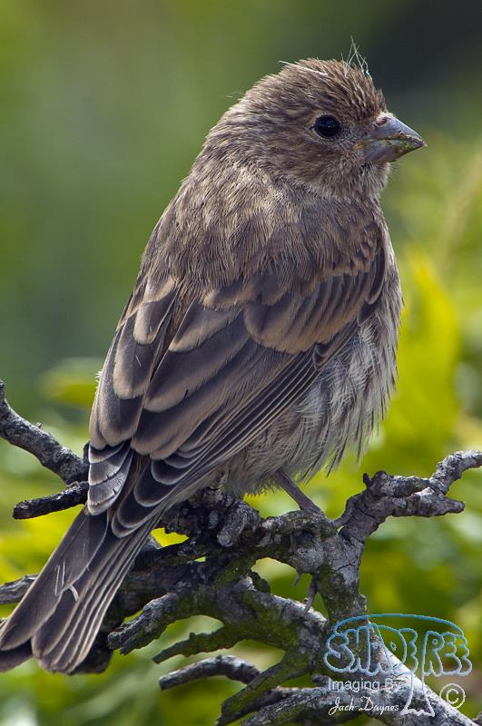 House Finch - Haemorhous mexicanus