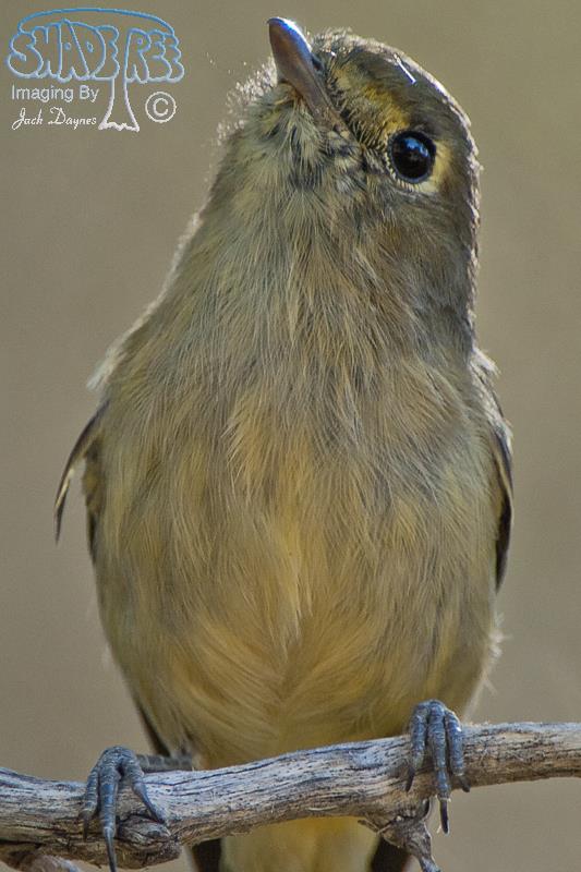 Hutton's Vireo - Vireo huttoni