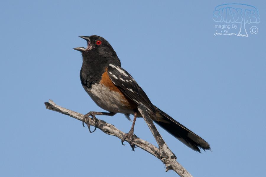 Spotted Towhee - Pipilo maculatus