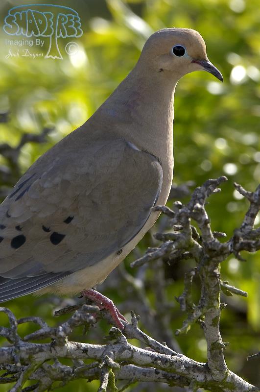 Mourning Dove - Zenaida macroura