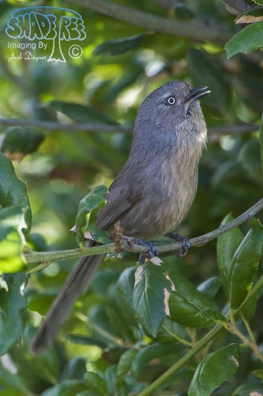 Wrentit - Chamaea fasciata