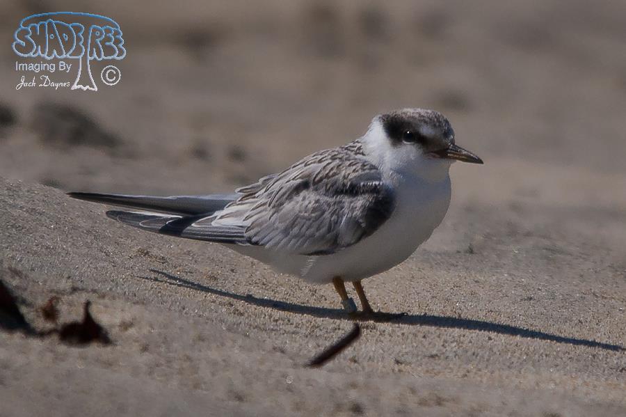 Least Tern - Sternula antillarum