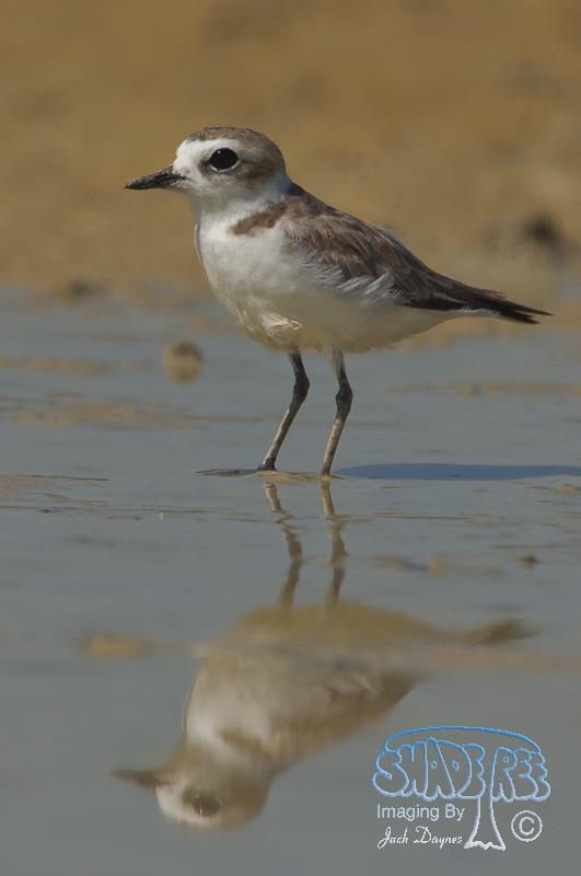 Snowy Plover - Charadrius alexandrinus