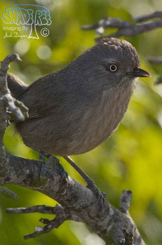 Wrentit - Chamaea fasciata