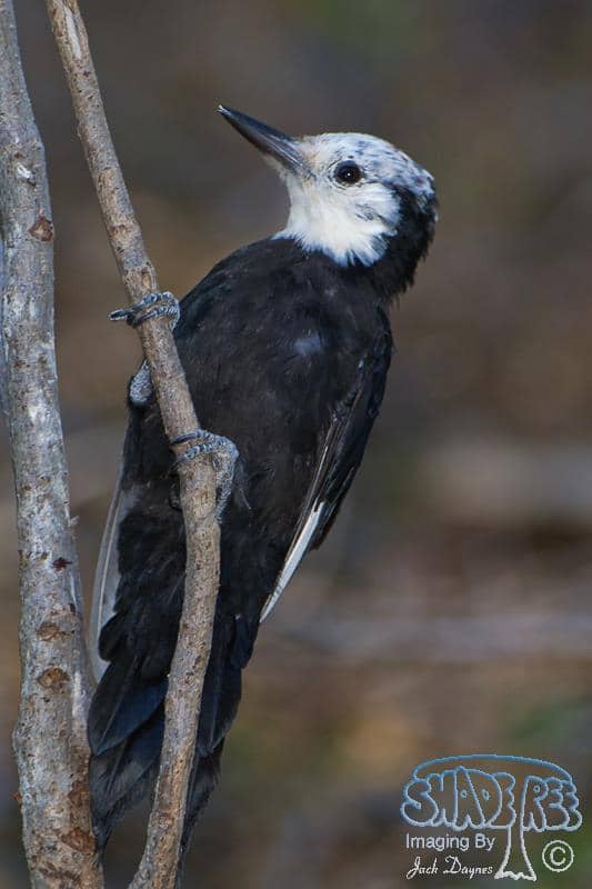 White-headed Woodpecker - Picoides albolarvatus