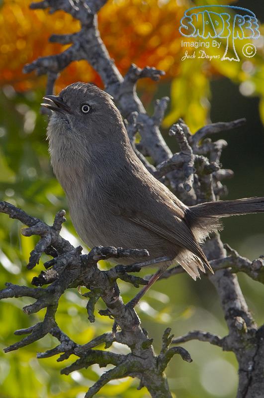 Wrentit - Chamaea fasciata