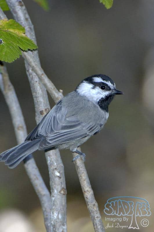 Mountain Chickadee - Poecile gambeli