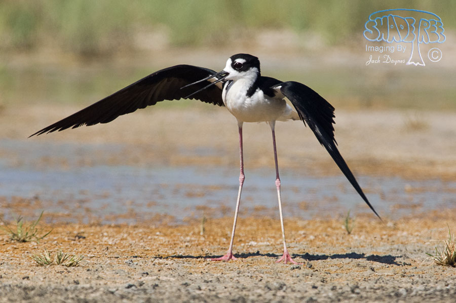 Black-Necked Stilt - Himantopus mexicanus
