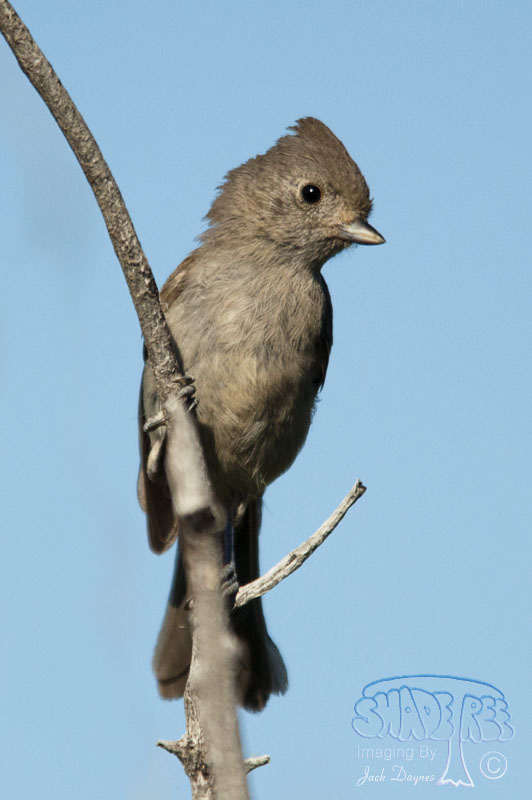 Oak Titmouse - Baeolophus inornatus