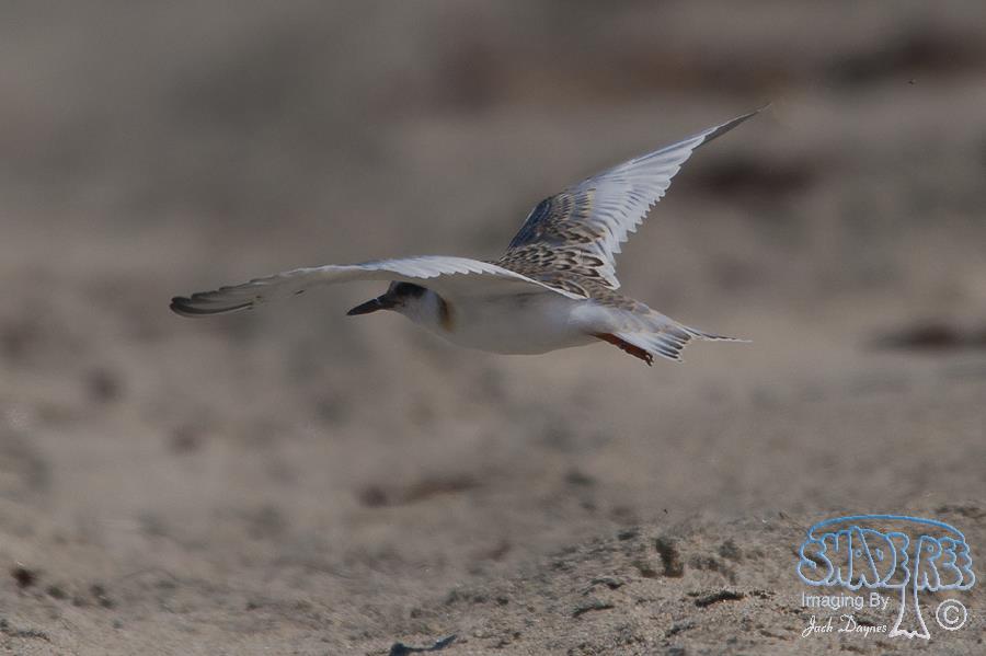 Least Tern - Sternula antillarum