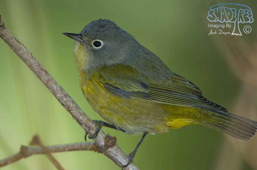Nashville Warbler - Leiothlypis ruficapilla
