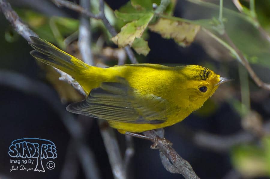 Wilson's Warbler - Wilsonia pusilla
