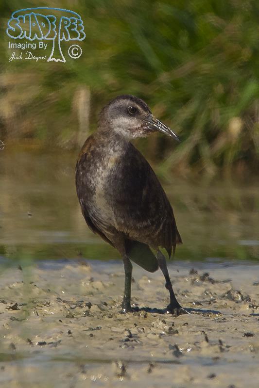Virginia Rail - Rallus limicola
