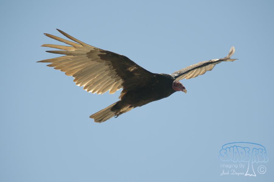 Turkey Vulture - Cathartes aura