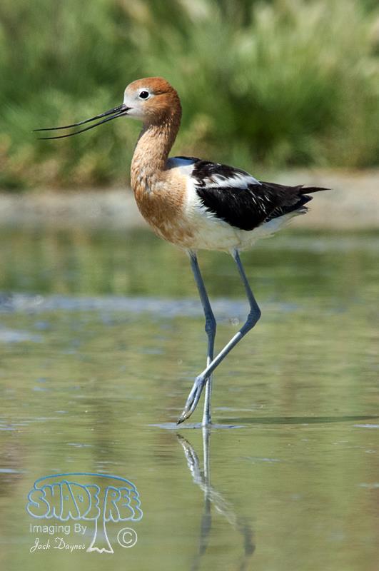 American Avocet - Recurvirostra americana