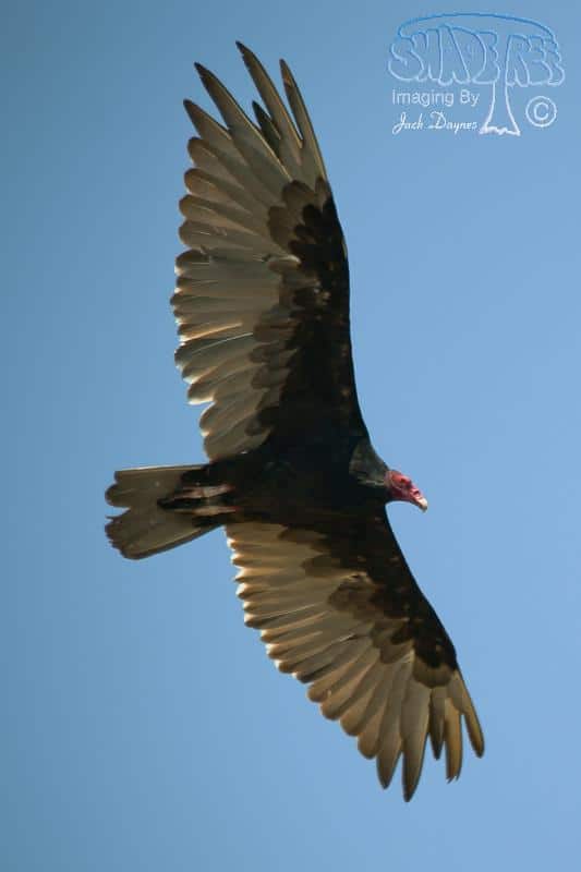 Turkey Vulture - Cathartes aura