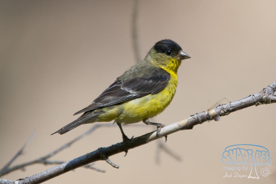 Lesser Goldfinch - Spinus psaltria