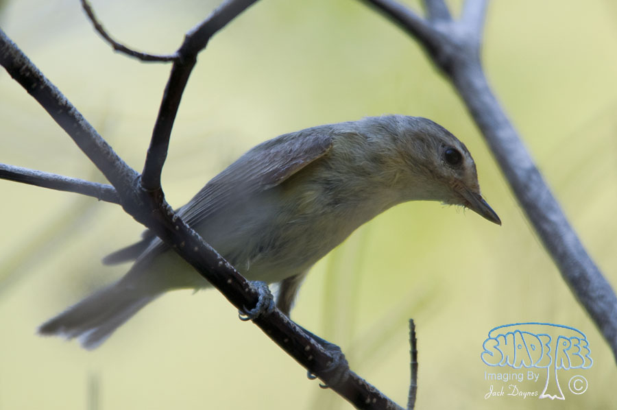 Warbling Vireo - Vireo gilvus