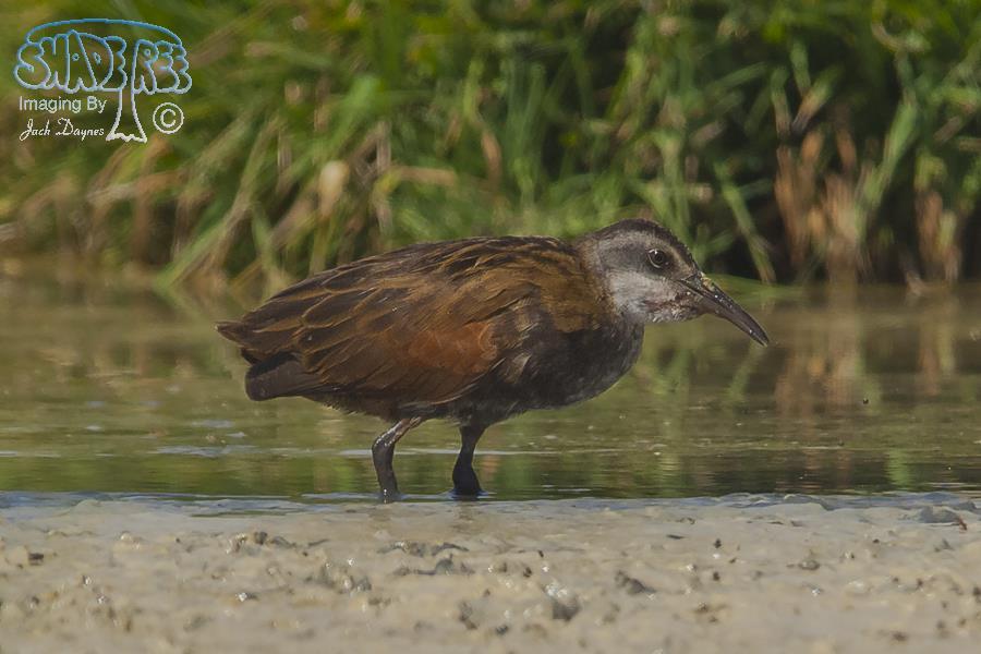 Virginia Rail - Rallus limicola