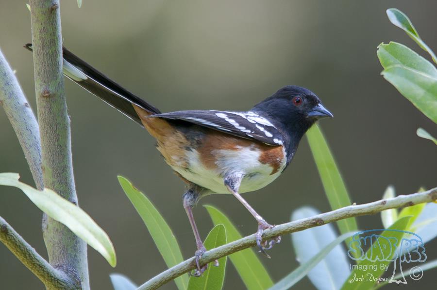 Spotted Towhee - Pipilo maculatus