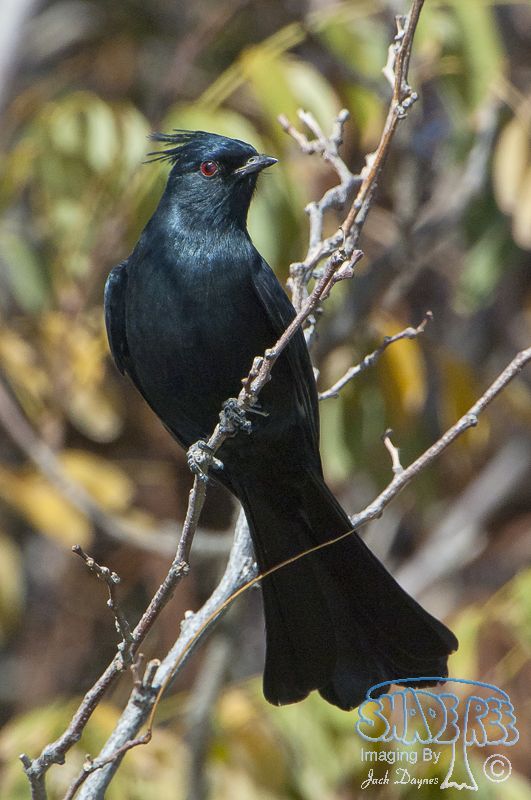 Phainopepla - Phainopepla nitens