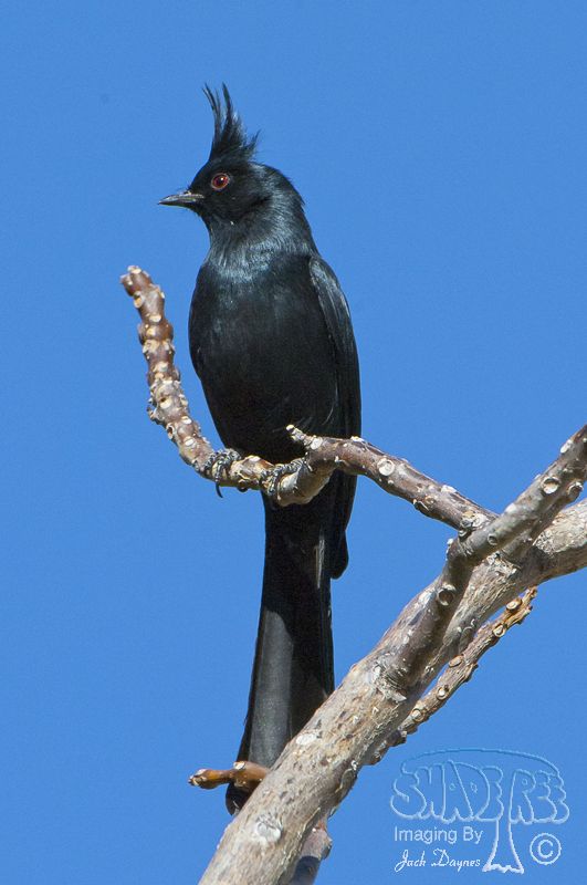 Phainopepla - Phainopepla nitens