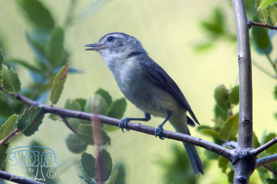 Warbling Vireo - Vireo gilvus