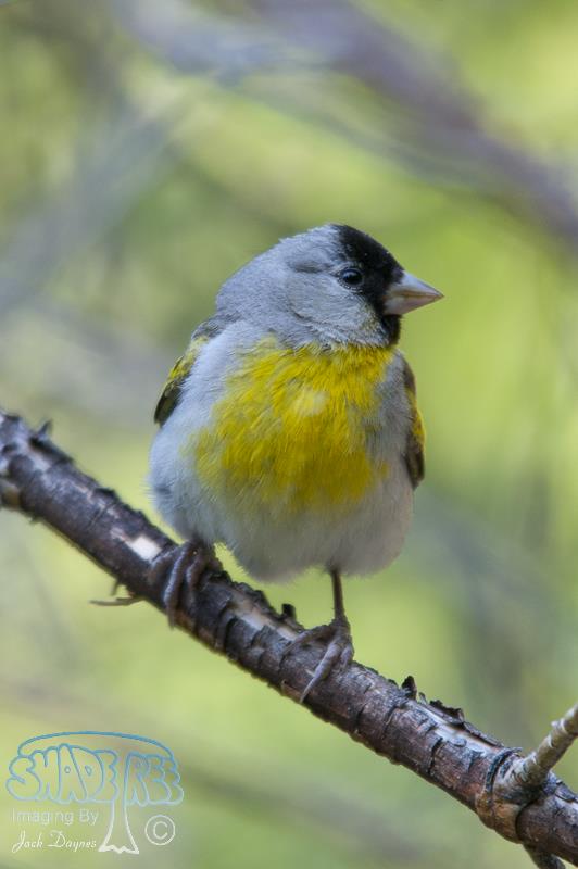 Lawrence's Goldfinch - Carduelis lawrencei
