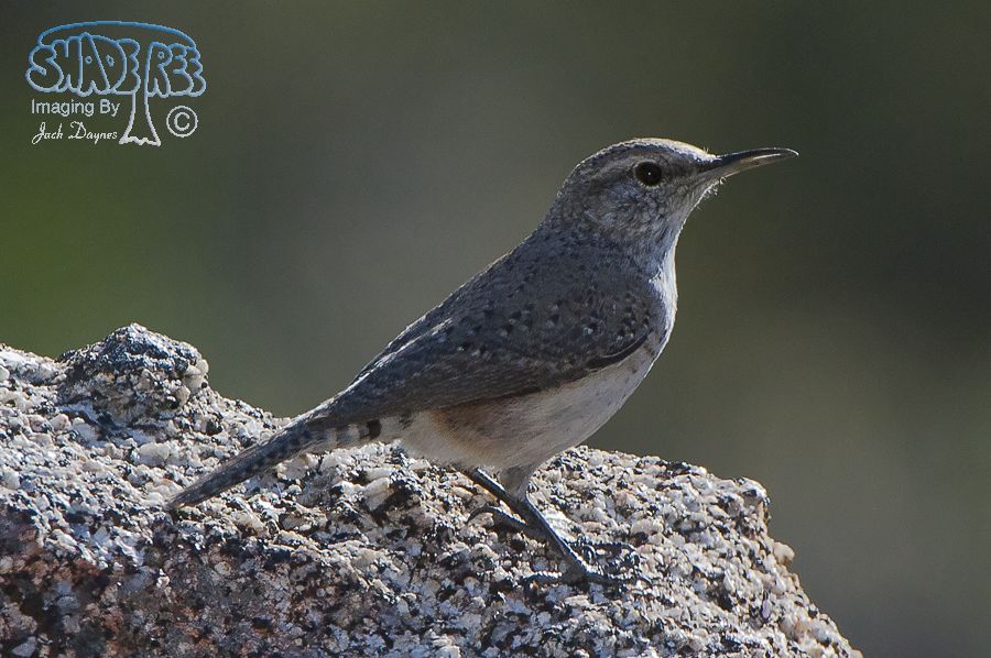 Rock Wren - Salpinctes obsoletus