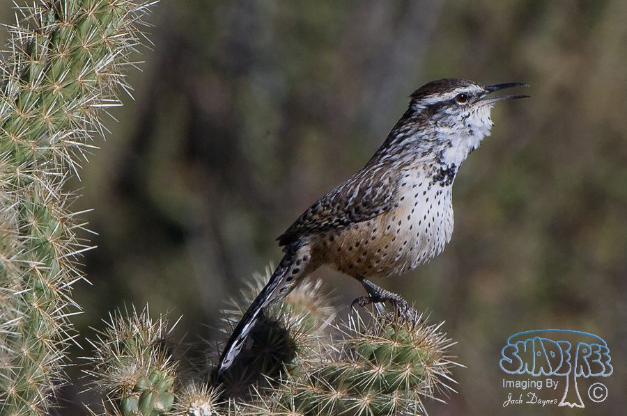 Cactus Wren - Campylorhynchus brunneicapillus