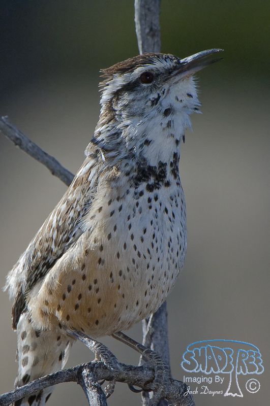 Cactus Wren - Campylorhynchus brunneicapillus